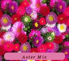 Fresh Harvest Aster Powder Puff Mix Seeds 300+ Mixed Colors Annual Pink ... - $3.14
