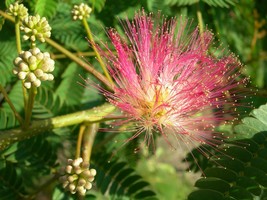 20 Albizia julibrissin Seeds ,Persian silk tree, pink silk tree, Mimosa tree See - £3.99 GBP