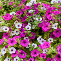 Imported Beautiful Hanging Bonsai Petunia 200 PCS Seeds - £6.95 GBP