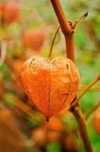 50 Peruvian Ground Cherry Physalis Peruviana Cape Gooseberry Fruit Veggie Seeds - £4.48 GBP