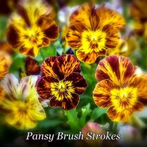 Fast Growing 200+ Brush Strokes Pansy (Viola) Seeds For Garden - -! - $165.72 MXN