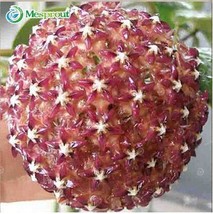 100 Seeds Rare Ball Orchid Flower Seeds Perennial Garden Plant Hoya Carnosa  - $30.00