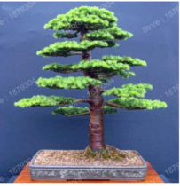 Promotion Japanese Cedar Tree Bonsai Resistant to Cold Evergreen Cedar Tree for  - £8.29 GBP