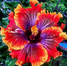 BEST 25 Seeds Easy To Grow Red Purple Hibiscus Flowers Floral - $10.00