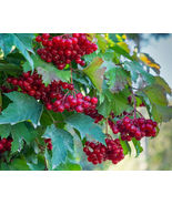 80 Red Elderberry Seeds Sambucus Racemosa Tree Shrub Fruit Berry - £6.33 GBP