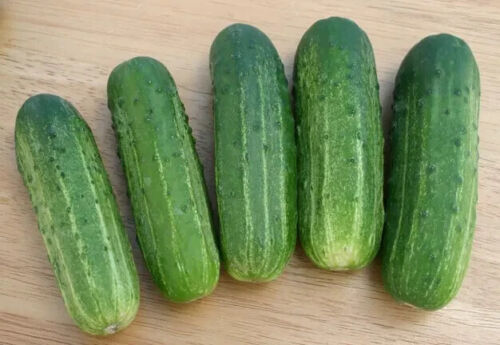Primary image for 25 SMR 58 Cucumber Hybrid Cukes Planting Seeds Vegetable Garden Pickling