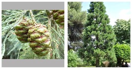 5-10&quot; Tall Seedling - Giant Sequoia Tree - Live Plant - Sequoiadendron giganteum - £65.11 GBP