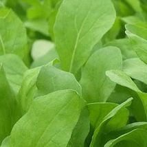 Ship From Us Arugula, Roquette - 1,000 MG~600 Seeds Packet -NON-GMO TM11 - £12.82 GBP