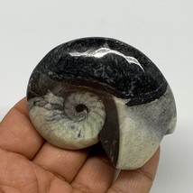 93.5g, 2.6&quot;x2.1&quot;x1.1&quot;, Large Goniatite Ammonite Polished Mineral @Morocco, B2365 - £12.78 GBP