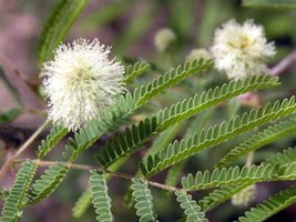 Feather Tree {Lysiloma Thornberi} 10 Seeds  - $10.98