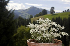 200 Edelweiss Herb Seeds Leontopodium Alpinum Gardening USA SHIPPING - £8.08 GBP