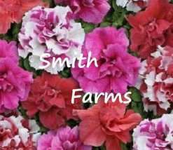 SL 50+ Seeds Double Pink Red &amp; White Mix Petunia Flowers Garden Planting Perenni - £3.36 GBP