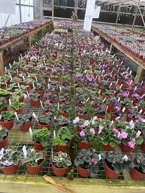 Primary image for Harmony Foliage African Violet Assortment in 4 inch pots 15-Pack Bulk Wholesale