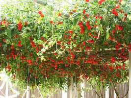 35 seeds Tomato TRIP L CROP ITALIAN TREE VINE - £3.18 GBP