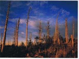 North Carolina Postcard Snags On Mt Mitchell Blue Ridge Parkway Large Card - £3.05 GBP