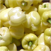 Seeds 20 White Bell Sweet Pepper Capsicum Annuum Vegetable NONGMO - £18.06 GBP