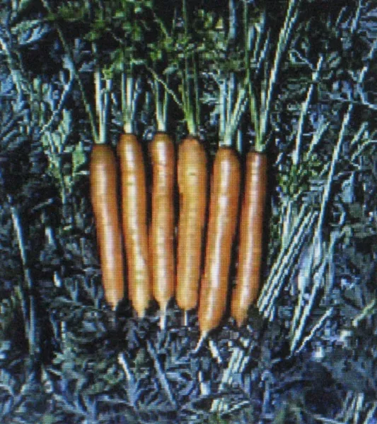 Little Finger Carrot 200 Seeds Very Early Variety - $6.58