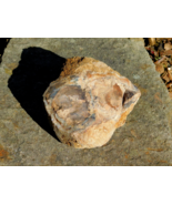 Petrified Wood Fossil Specimen 355g from Wyoming Lapidary Display Collec... - $32.92 CAD
