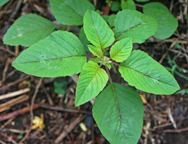 Golden Green Amaranth Chinese spinach HEIRLOOM 1000+ seeds 100% Organic ... - $3.99