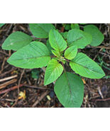 Golden Green Amaranth Chinese spinach HEIRLOOM 1000+ seeds 100% Organic ... - $3.99