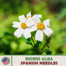 Spanish Needles 100  Seeds, Bidens alba, Native Wildflower, Pollinator Attractor - £10.37 GBP