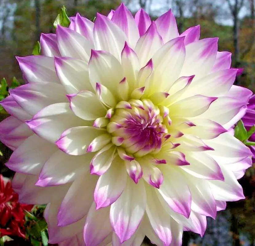 Dahlia FERNCLIFF&#39;S ILLUSION 1 Live Flower Plant Bulb Tuber WHITE PURPLE ... - €33,60 EUR