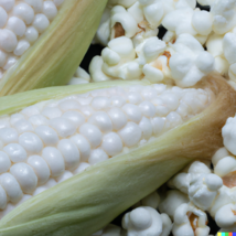50 White Popcorn Seeds Grow Non GMO Japanese Hulless Corn - £5.80 GBP