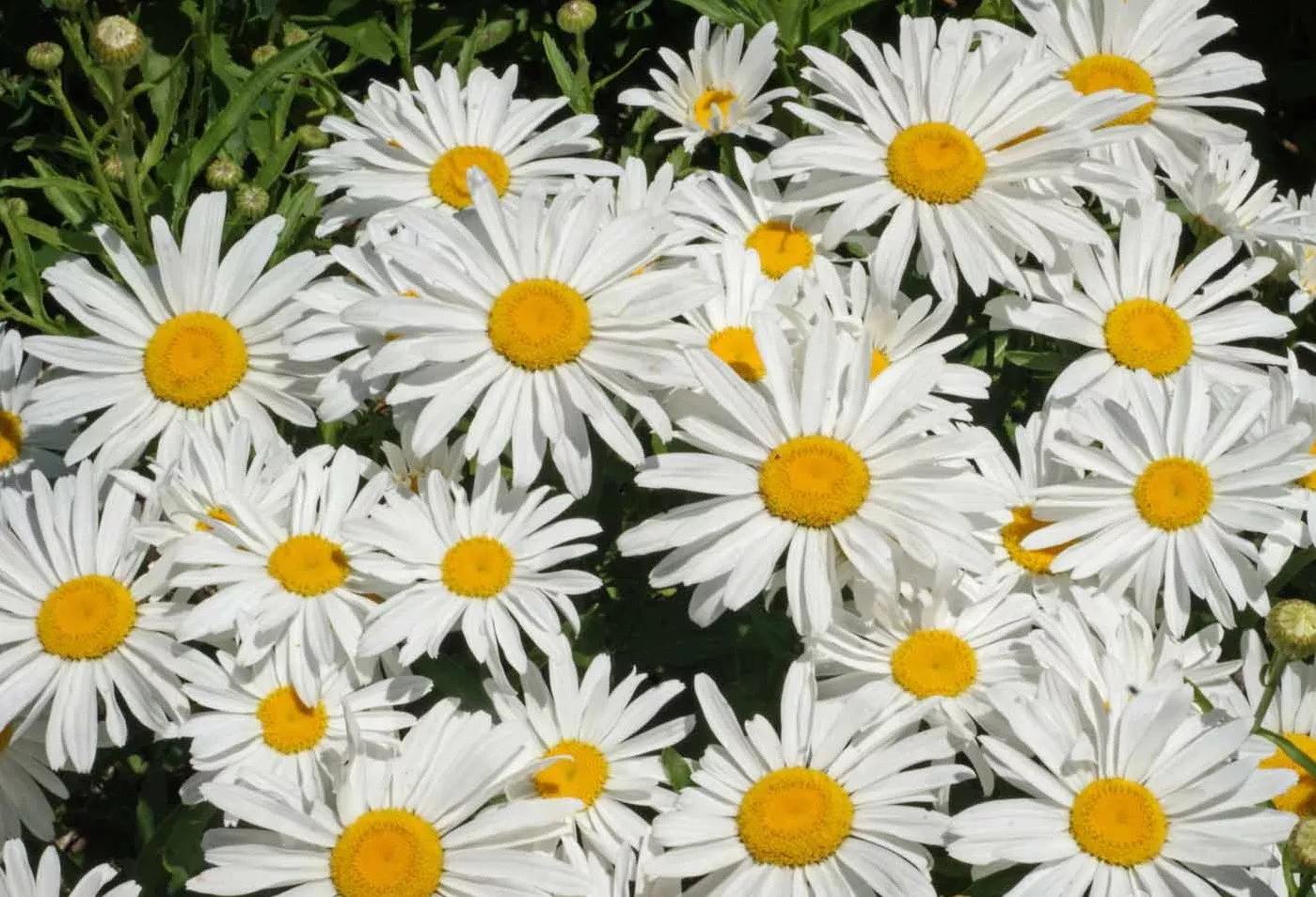 1Oz Dwarf Shasta Daisy Chrysanthemum Flower Seeds Silver Princess Apx 24000 Fres - £16.74 GBP