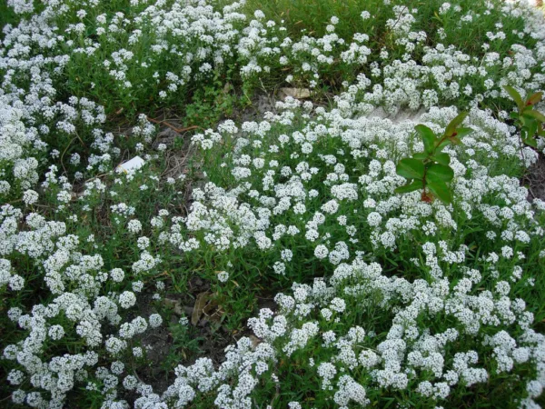 Alyssum Sweet White Flower Fragrant 1000 Fresh Seeds - £11.15 GBP