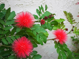 US Seller Red Dwarf Powder Puff Starter Plant Calliandra Haematocephala ... - £42.46 GBP