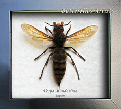 Japanese Giant Hornet Vespa Mandarinia Framed Entomology Collectible Sha... - $178.99