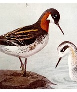 Northern Phalarope Shorebirds 1936 Bird Lithograph Color Plate Print DWU12B - $34.28 CAD