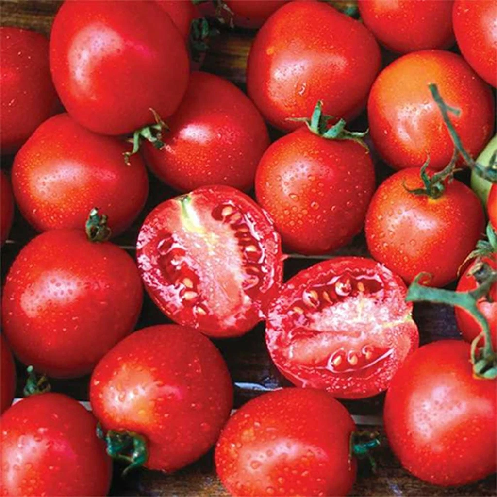 50 SIBERIAN TOMATO SEEDS HEIRLOOM  FRESH HARVEST FOR GARDENS - $7.34