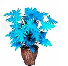 200Pcs Philodendron Tree Seeds Blue Garden USA Seller - £15.97 GBP