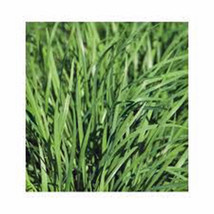 Chives Seed 25 Seeds Chive Seed Chive Seeds Fresh Seeds Gardening - $3.38