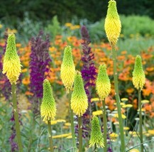 Grow In US 25 Bright Yellow Hot Poker Seeds Torch Lily Flower Kniphofia Perennia - £8.65 GBP