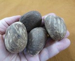 tn-14) 4 medium natural Tagua Nut whole nuts for craft Carving Dried pla... - $18.69