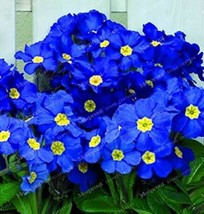 200 pcs Fragrant Evening Primrose Seeds - Dark Blue Flowers with Yellow Centre F - £7.02 GBP