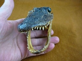 G-Def-284) 4-1/8&quot; Deformed Gator ALLIGATOR HEAD jaw teeth TAXIDERMY weir... - £30.03 GBP