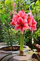 Fresh Seeds Double Petals Amaryllis Bulbs Rose Red And Pink Flowers - $15.28