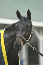 COLOR PHOTO MEDINA SPIRIT 2021 KY DERBY WINNER  #8 headshot - $8.00+