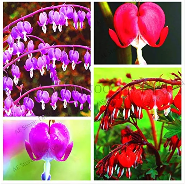 fresh Dicentra Spectabilis Bonsai,Bleeding Heart Classic Cottage Garden ... - £6.97 GBP