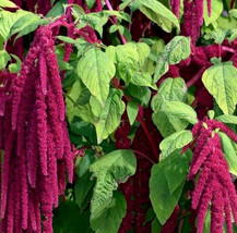 Grow In US Amaranth Seeds Love Lies Bleeding 1000+ Annual Herb Garden - £6.57 GBP