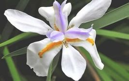 10 Seeds Moraea Iris Tropical White Flowers With Yellow And Purple Blue ... - $13.88