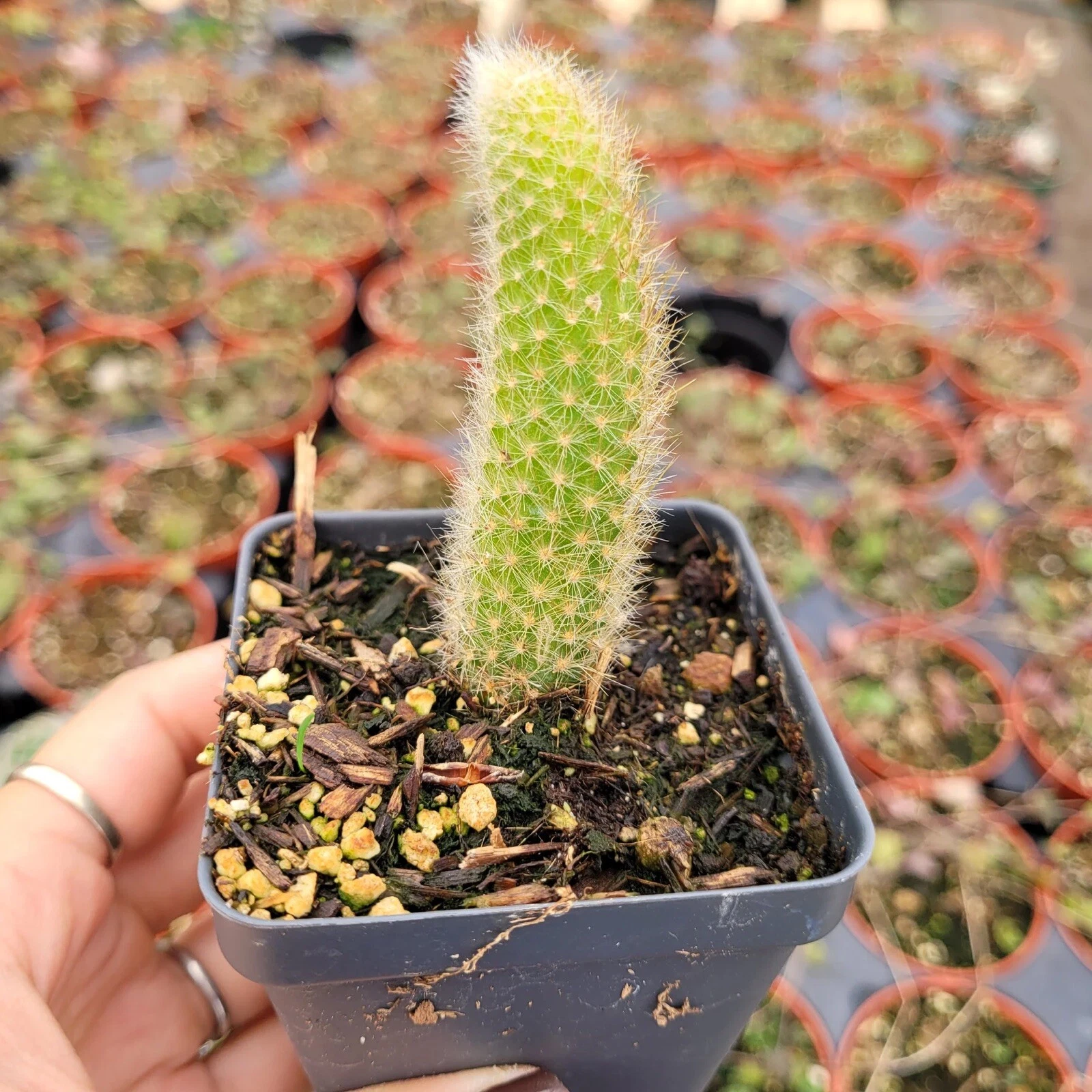 Monkey Tail Cactus Hildewintera colademononis Succulent Plant 2 Pot - $31.18
