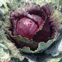 Cabbage 20 Seeds Mamonth Red Rock - $4.65