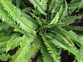 (1) 6-12&quot; Live Rooted Plant Houseplant Nepholepis Cordylum ~Narrow Sword Fern - £23.52 GBP