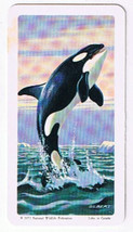 Brooke Bond Red Rose Tea Card #47 Killer Whale Exploring The Ocean A - $0.98