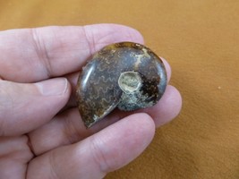 (F415-6) 1-1/2&quot; Ammonite fossil ammonites extinct marine molluscs shell ... - £9.02 GBP