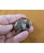 (F415-6) 1-1/2&quot; Ammonite fossil ammonites extinct marine molluscs shell ... - £8.83 GBP